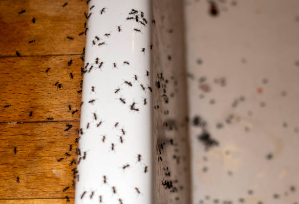 Best Termite Control Services  in North Fort Lewis, WA